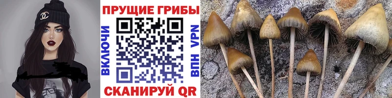Псилоцибиновые грибы Psilocybine cubensis  Ивангород 